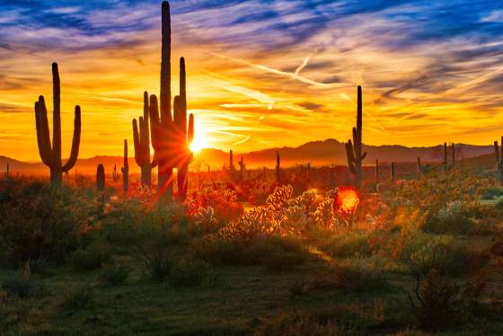 2022 | Phoenix | Special Topic Workshop | Exploring the Sonoran Desert